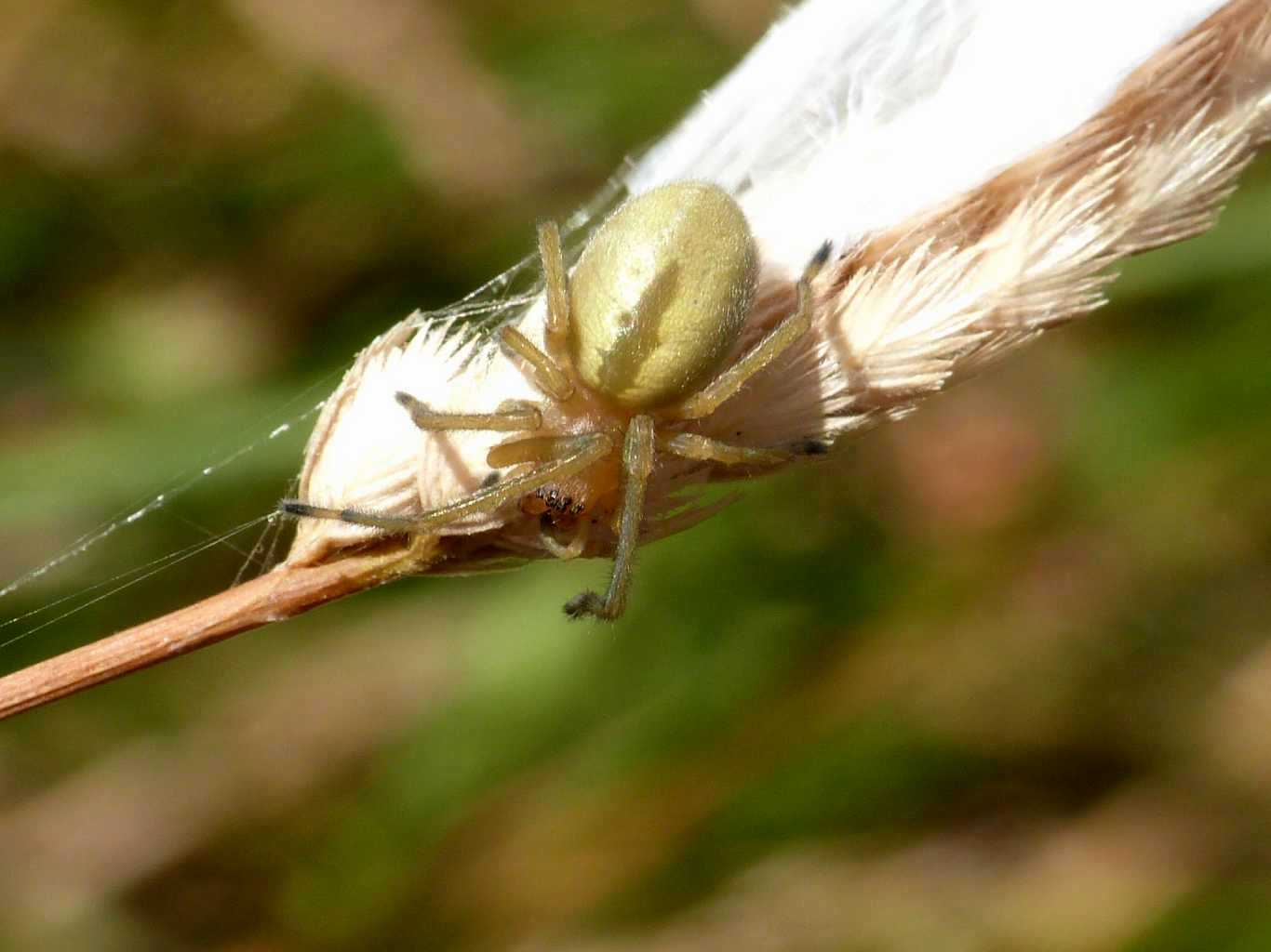 Cheiracanthium cf. punctorium - S. Teresa Gallura (OT)